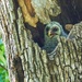 124 - baby Barred Owl by slaabs