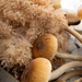 Mushrooms by sandradavies