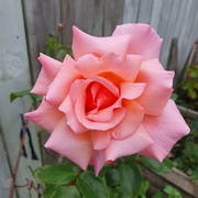 6th May 2023 - Rose