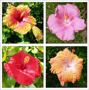6th May 2023 - Hibiscus Blooms