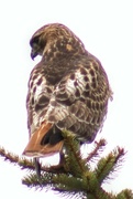 4th May 2023 - Red-Tailed Hawk
