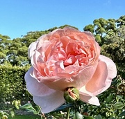 2nd May 2023 - Royal Rose 1
