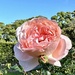 Royal Rose 1 by deidre