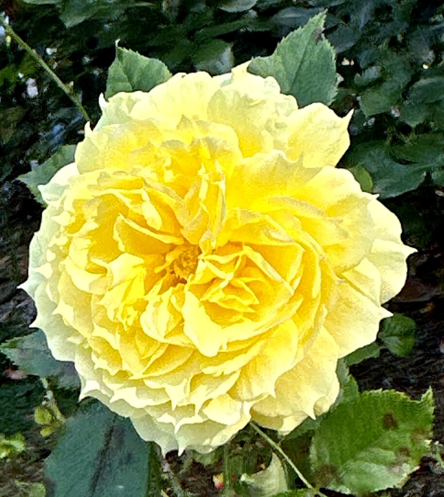 Royal Rose 2 by deidre