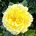 Royal Rose 2 by deidre