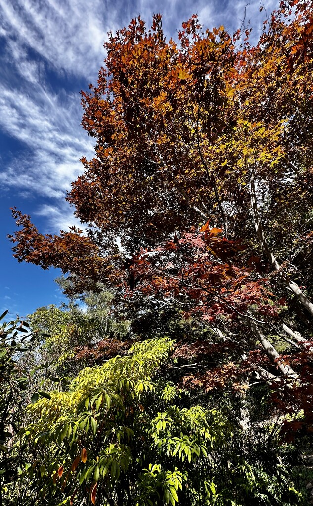 Magnificent maples! by deidre