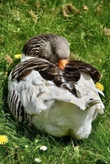 6th May 2023 - Snoozing goose 