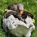 Snoozing goose  by wakelys