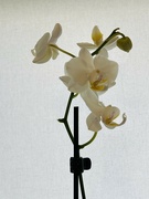 6th May 2023 - Simply Orchid