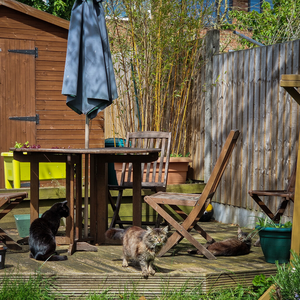 Cat party on the decking by andyharrisonphotos