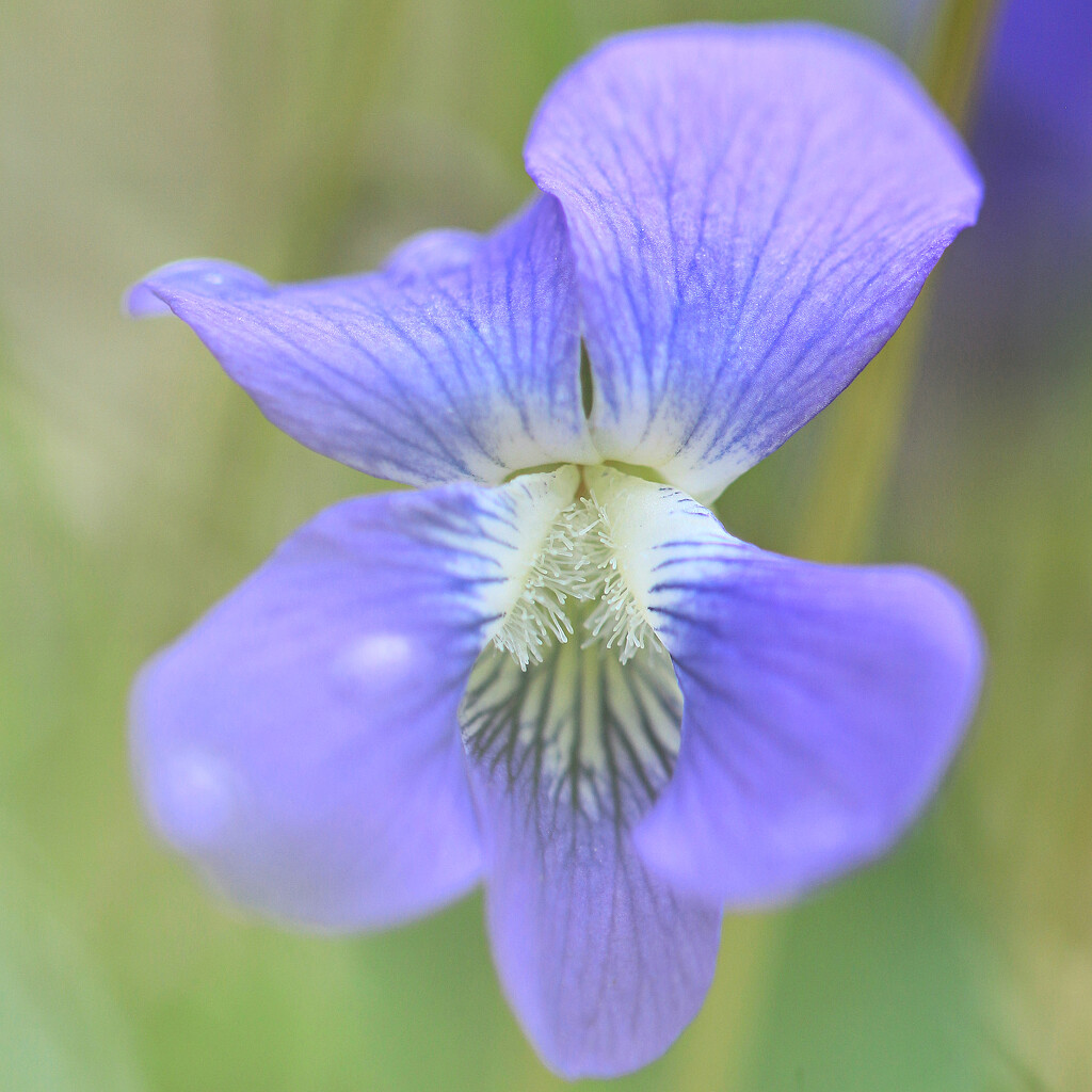 Wild Violet by juliedduncan