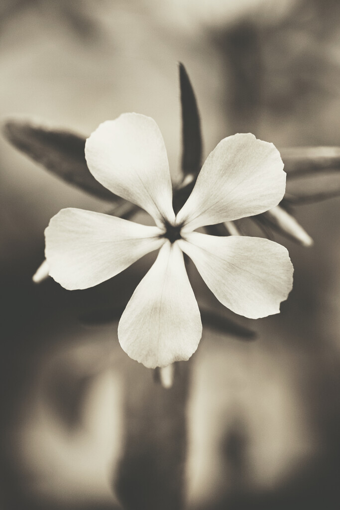 Wild Blue Phlox by juliedduncan