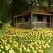Ceramic Daffodils  by shirleybankfarm