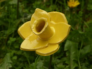 5th May 2023 - Close up of one of the ceramic daffodils