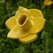 Close up of one of the ceramic daffodils by shirleybankfarm