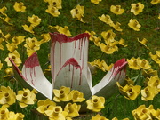 6th May 2023 - ceramic daffodils 