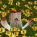 ceramic daffodils  by shirleybankfarm