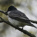 Eastern kingbird by rminer