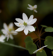 6th May 2023 - rue anemone