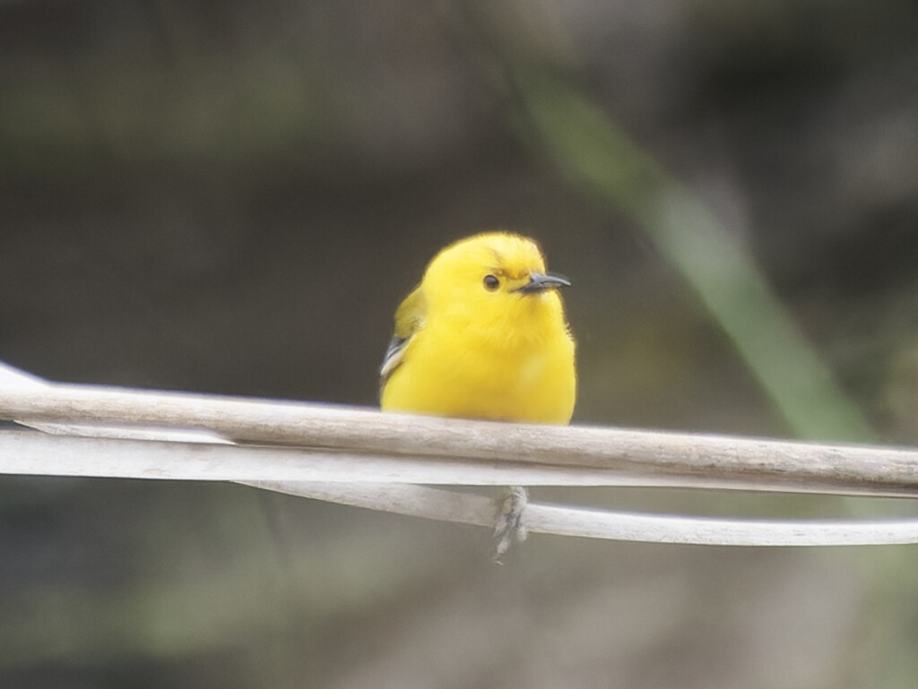 Prothonotary Warbler  by rminer