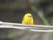 6th May 2023 - Prothonotary Warbler 