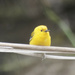 Prothonotary Warbler  by rminer