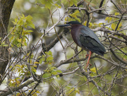 6th May 2023 - green heron