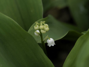 6th May 2023 - lily of the valley
