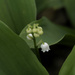 lily of the valley by rminer