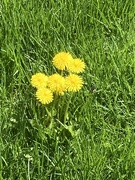 6th May 2023 - Cluster of Dandelions 