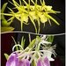 Orchids by shutterbug49
