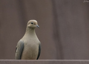 6th May 2023 - Mourning Dove