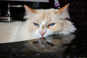 6th May 2023 - Cat in the Sink