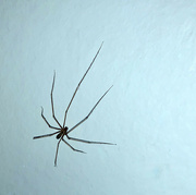 6th May 2023 - Cellar spider