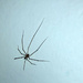 Cellar spider by philm666