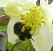 1st May 2023 - Spring Bee. 