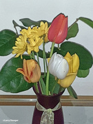 6th May 2023 - Tulip still life