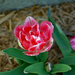 Double tulip by larrysphotos