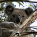 Valentine by koalagardens