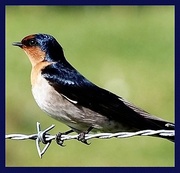 7th May 2023 - Welcome Swallow   Day 7