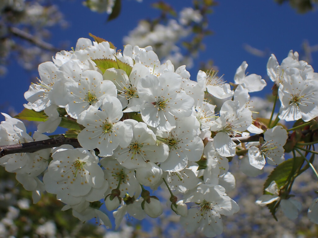Blossom bonanza by speedwell