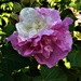  Hibiscus Confederate Rose Tri Colour ~  by happysnaps