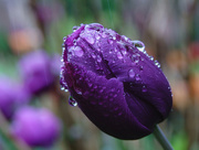 6th May 2023 - Purple rain ☔️ 🤴 