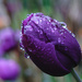 Purple rain ☔️ 🤴  by catangus
