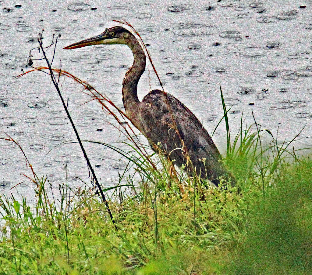 April 27 Blue Heron Hunting In Hard Rain IMG_3301A by georgegailmcdowellcom