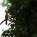 April 28 Cardinal Looking Away IMG_3307 by georgegailmcdowellcom