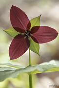 5th May 2023 - The red/burgundy Trillium