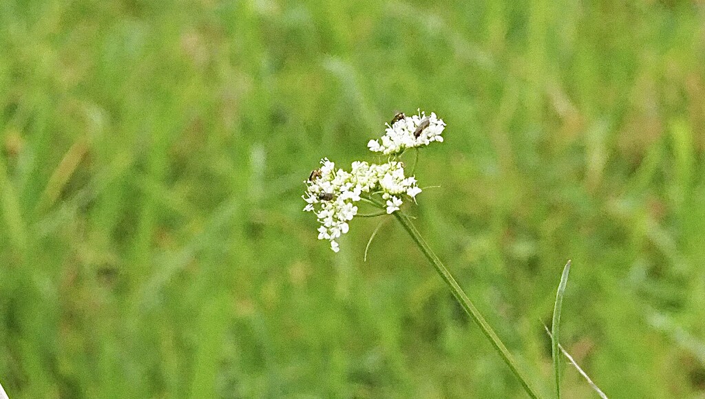 A small Queen Charlottes lace and bugs by Dawn