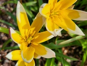 6th May 2023 - Tulipa dasystemon (with photobomber)