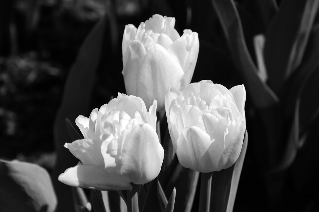 Black And White Flowers  by randy23